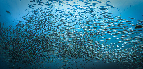 Underwater photo of school of snapper fish in the deep blue sea. From a scuba dive in the Andaman...