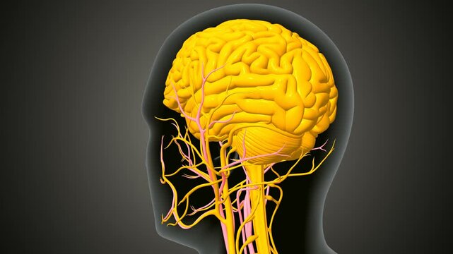 female brain with nerves anatomy. 3d illustration