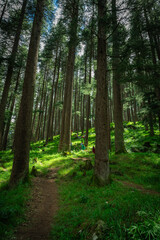 HIkers walking through the Dense pine forest in Himachal Pradedsh, India