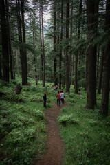 HIkers walking through the Dense pine forest in Himachal Pradedsh, India