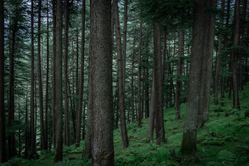 Fototapeta premium Dense gree pine tree forest in HImachal Pradesh, India