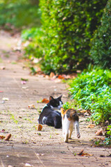 Obraz premium 고양이, 길고양이, 유기묘, CAT, CATS, 애완동물, 야생동물