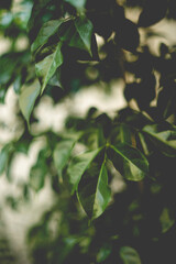 benjamina is light gray and smooth. The bark of young branches is brownish. The widely spread,...