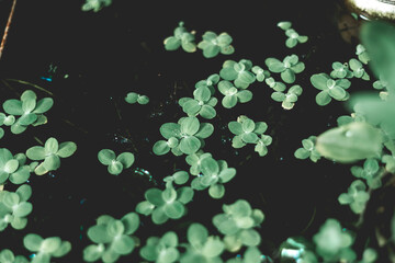 about 1mm in size, without perianth, only 2 pistils and 1 ovary. The size of Lemna minor seeds is...