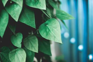  medicine and food for thousands of years. In Thailand, the leaves Tiliacora triandra are called...