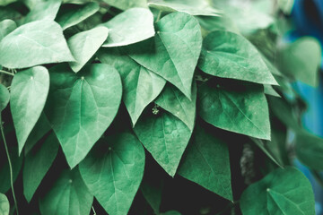  medicine and food for thousands of years. In Thailand, the leaves Tiliacora triandra are called...