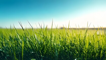 Fototapeta premium Dew-laden grass, vivid close-up, morning light, outdoor setting, 3D illustration.