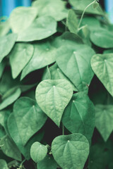  medicine and food for thousands of years. In Thailand, the leaves Tiliacora triandra are called the "thousand-year-old tree" because Tiliacora triandra help prevent wrinkles and Tiliacora triandra re