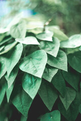  medicine and food for thousands of years. In Thailand, the leaves Tiliacora triandra are called...