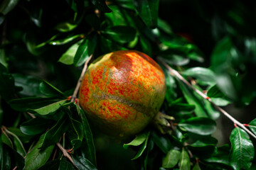 Ripe pomegranate fruits in an orchard
