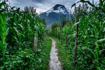 Beautiful landscape of corn plantation during monsoon in the foothills of Himalayas mountain in...