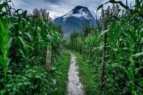 Beautiful landscape of corn plantation during monsoon in the foothills of Himalayas mountain in parvati valley, Himachal Pradesh, India
