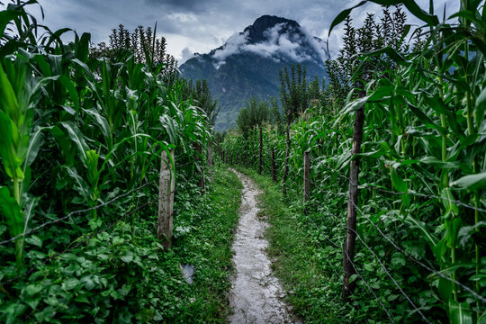Beautiful landscape of corn plantation during monsoon in the foothills of Himalayas mountain in parvati valley, Himachal Pradesh, India