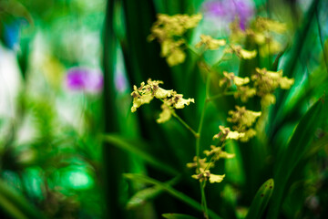 Oncidium varicosum with small white root clusters reaching into the air, this species Oncidium varicosum likes light but not too much. Oncidium varicosumUsually we plant the dancing Oncidium varicosum