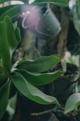 orchids look like queens in the sun
Close-up of flowers blooming outdoors, Cropped hand holding...