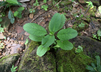 A view of a cathedral bell plant growing between small rocks at a high angle.