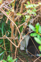 고양이, 길고양이, 유기묘, CAT, CATS, 애완동물, 야생동물