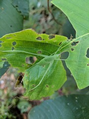 Broad winged bush Katydid grasshopper leaf mimic