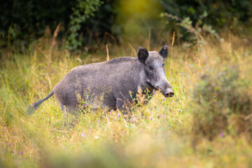 Wild boar (Sus scrofa) in natural habitat, walking through grassy area with brown fur, focused side view, in soft morning light and blurred background.