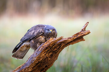 Common buzzard (Buteo buteo) perched on a fallen tree in a forest. Sharp gaze, brown plumage,...