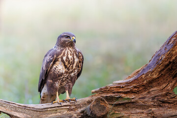 Common buzzard (Buteo buteo) perched on a fallen tree in a forest. Sharp gaze, brown plumage, yellow legs, natural light, blurred background, peaceful wildlife scene.