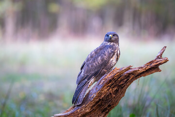 Common buzzard (Buteo buteo) perched on a fallen tree in a forest. Sharp gaze, brown plumage,...