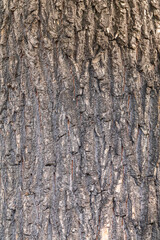 Bark texture and background of a old tree trunk. Detailed bark texture.