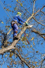 Tree arborist using chainsaw to cut tree down, while wearing safety gear. Woodcutter in uniform...