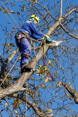 Tree arborist using chainsaw to cut tree down, while wearing safety gear. Woodcutter in uniform...