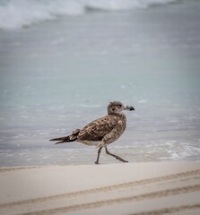 Juvenile Pacific Gull (Larus pacificus) on the shoreline near Esperance Western Australia.