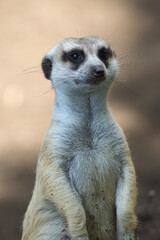 Fototapeta premium close up portrait of meerkat or suricate