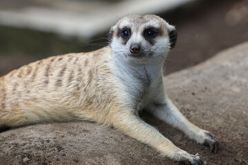 close up portrait of meerkat or suricate