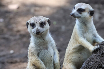 close up portrait of meerkat or suricate