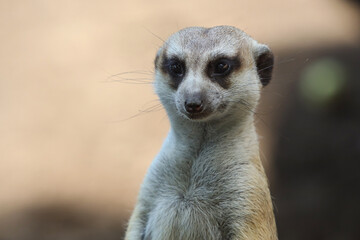 close up portrait of meerkat or suricate