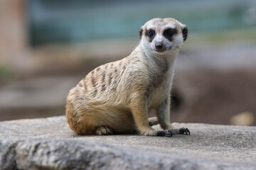 Fototapeta premium meerkat in outdoor enclosure at the zoo