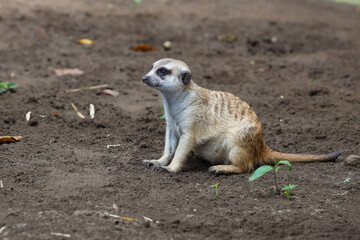Fototapeta premium meerkat in outdoor enclosure at the zoo