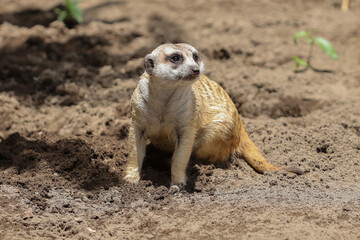 Fototapeta premium meerkat in outdoor enclosure at the zoo