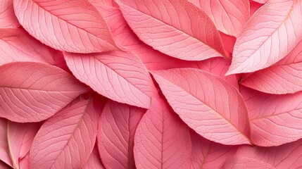 Vibrant pink fall leaves in close-up, warm light casting soft shadows, a blend of autumn and Valentine's Day tones, delicate textures visible