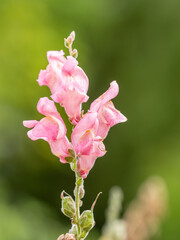 Pink flowers in the garden called Snapdragon or Antirrhinum majus or Bunny rabbits.