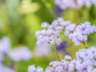 Close-up of small, purple flowers, Ageratum Houstonianum, also know as Floss flower, Pussy Foot, or Blue mink.