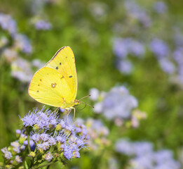 Orange Sulphur butterfly feeding on Greggs Mistflowers in the autumn garden. Copy space.