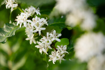 White Coffee Blossoms in Lush Greenery