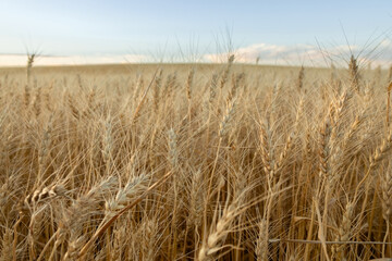 Country landscape with yellow wheat heads in the field.