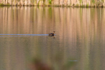 A Pied Bill Grebe at the Muck Wetlands on Marsh Creek, near Wellsboro, Pennsylvania.