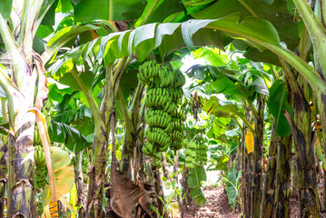 Green bananas growing on trees. Green tropical banana fruits close-up on banana plantation