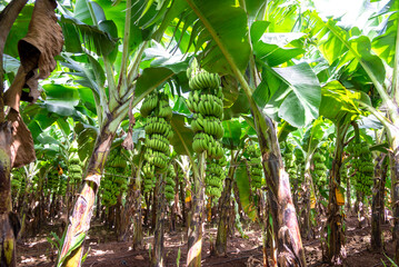 Green bananas growing on trees. Green tropical banana fruits close-up on banana plantation