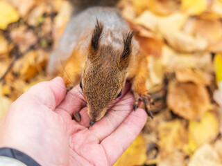 A squirrel in the autumn eats nuts from a human hand. Eurasian red squirrel, Sciurus vulgaris