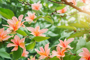 
Background, flower wallpaper, leaves, used for decorating paper, websites, Valentine's Day, various festivals, empty space for copying text.