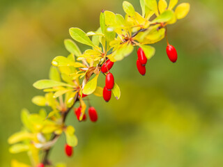 Branches of a barberry Bush with ripe red barberry berries