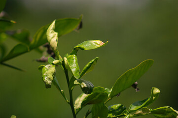 close up of orange leaves with nature blur background